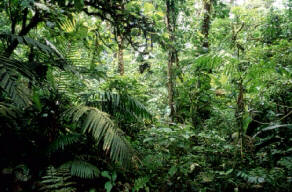 Interior of Rain Forest, Costa Rica, Michael Fogden/Earth Scenes, Microsoft(R) Encarta(R) 98 Encyclopedia, (c) 1993-1997 Microsoft Corporation.