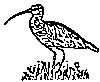 Gr. Brachvogel (Logo WWF OOe.)